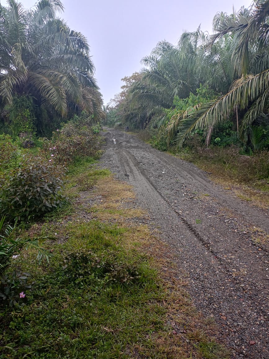 Perkebunan Sawit